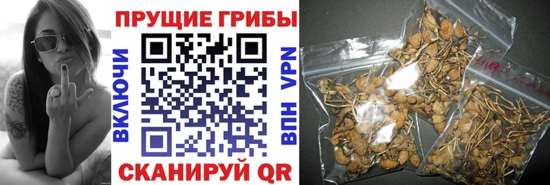 Купить  Горячеводский  Галлюциногенные грибы Psilocybe 